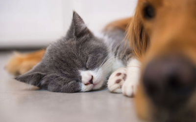 Why concrete flooring is amazing for pet owners